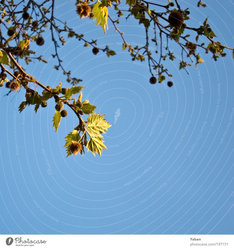 Silence is golden Nature Plant Sky Spring Tree Leaf Blossoming Yellow Gold Green Colour photo Exterior shot Deserted Copy Space bottom Day