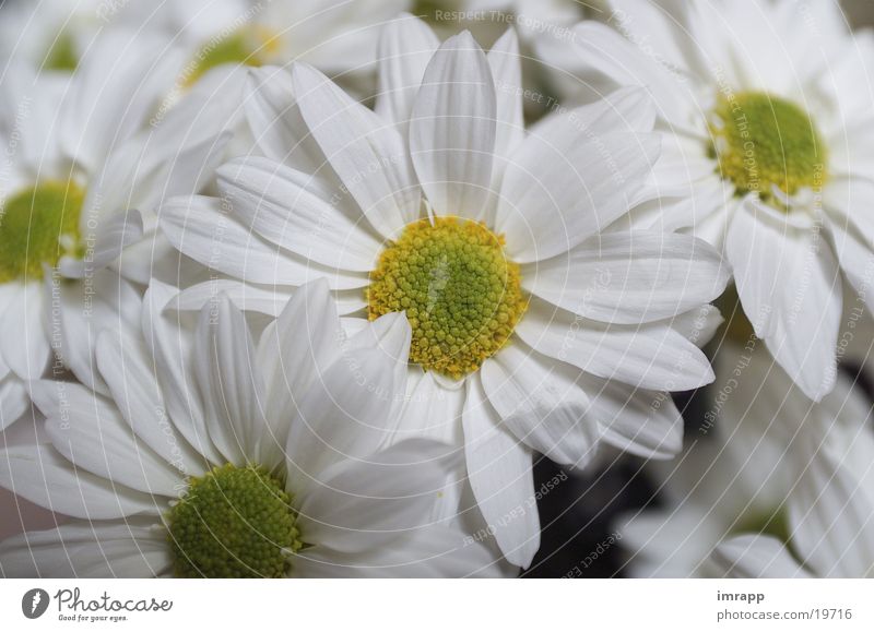 lean rides Flower Garden Plant Marguerite