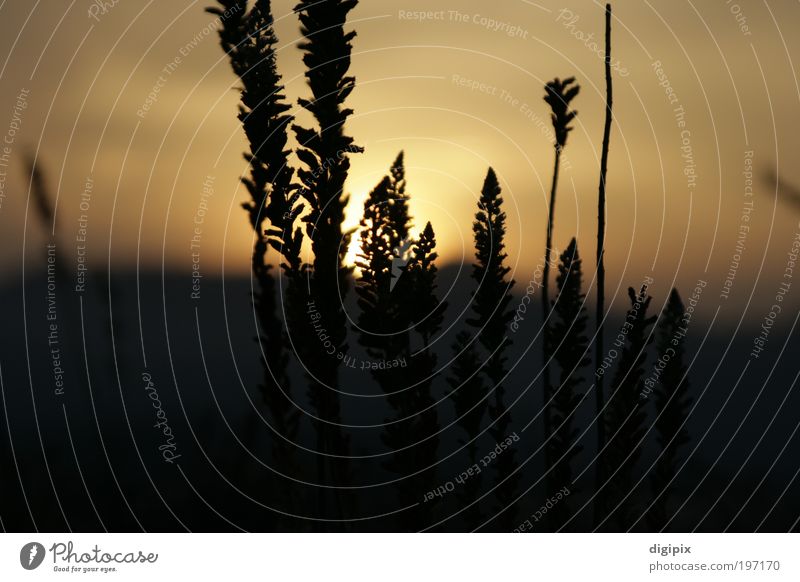 Distant Sunset Landscape Plant Sunrise Beautiful weather Meadow Gold Far-off places Earth Grass Contrast Colour photo Exterior shot Deserted Twilight Silhouette