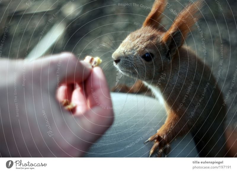 Come on! Give it to me! Environment Nature Park Animal Wild animal 1 Feeding Crouch Crawl Exceptional Cuddly Small Funny Natural Curiosity Cute Original Smart