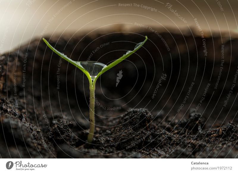 Thriving, water drop lies on the cotyledons of a bell pepper Nature Plant Water Drops of water Agricultural crop Pepper Instinct Garden Flowerpot culture pot