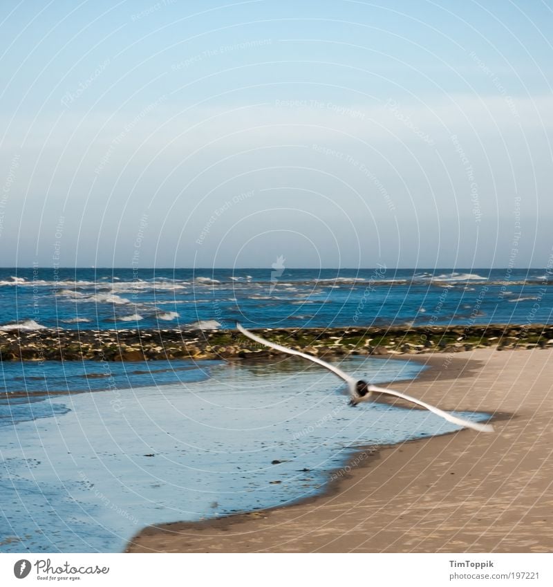 Attention low-flying aircraft! Ocean Flying Beach Walk on the beach Sea bird Seagull North Sea North Sea coast East frisian island Wangerooge Vacation mood