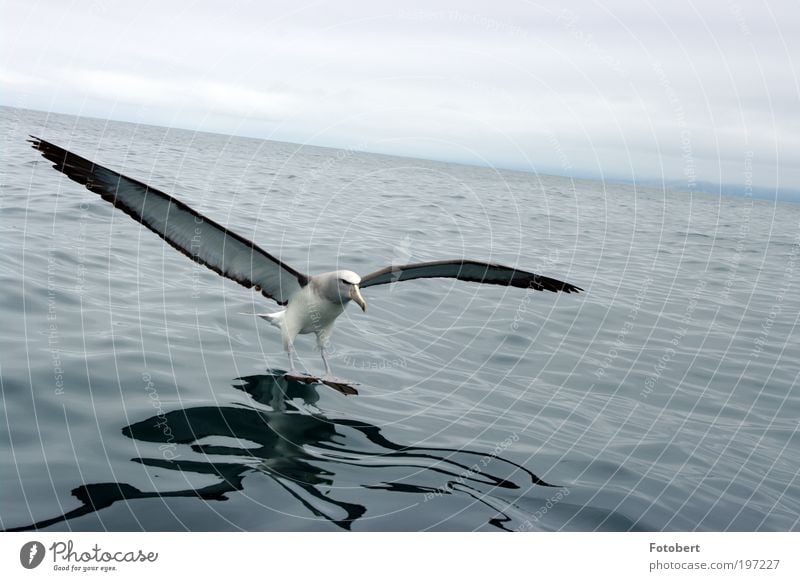 landing albatross Animal Wild animal Bird Albatros 1 Water Esthetic New Zealand kaikoura kaikura Subdued colour Exterior shot Deserted Day