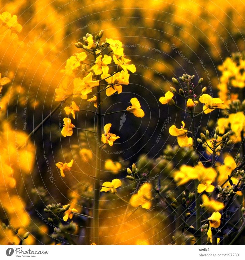 forces of nature Sunbathing Spring Climate Beautiful weather Plant Bushes Leaf Blossom Agricultural crop Canola Canola field Field Agriculture Breathe Movement