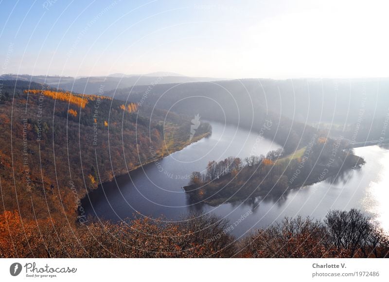 hazy Nature Landscape Animal Air Water Sunlight Autumn Beautiful weather Fog Forest Hill River bank Saale river landscape Illuminate Far-off places Fluid