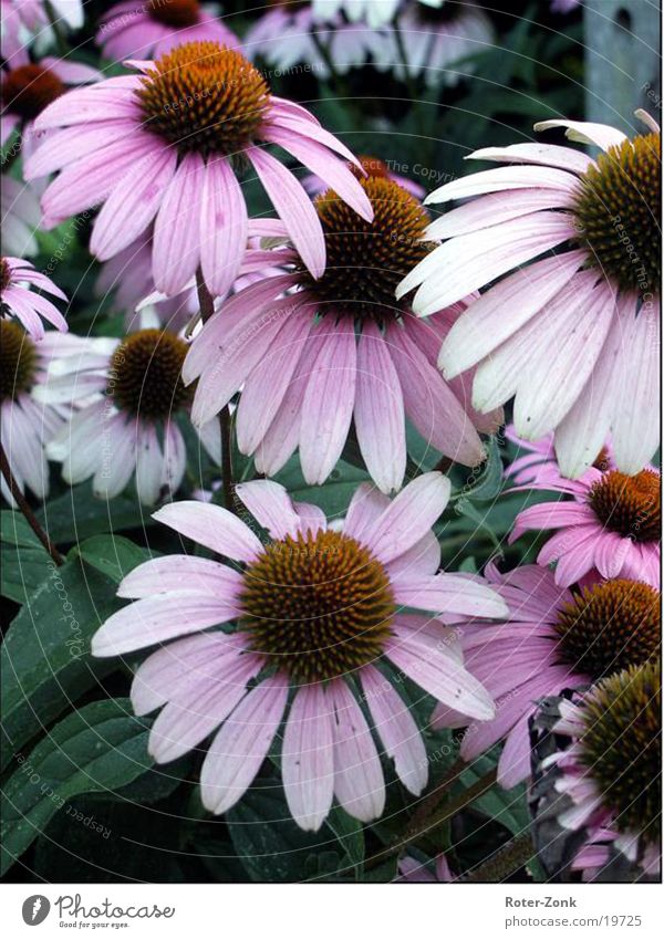 flowers Flower Pink Nature