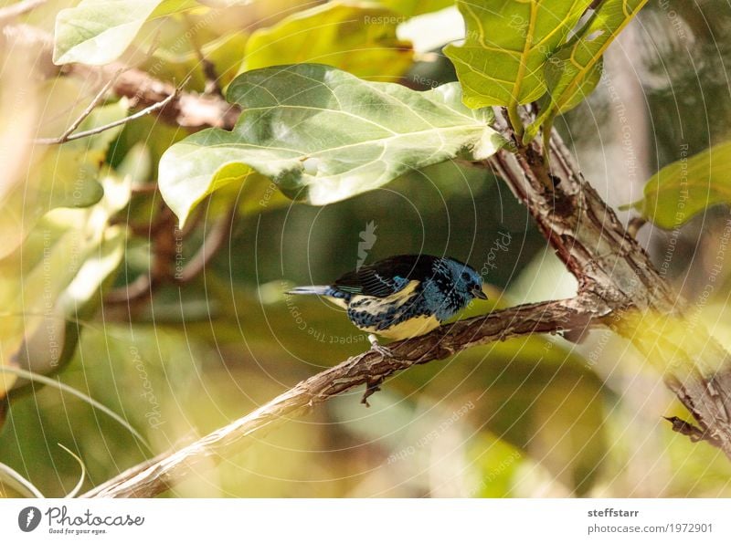 Turquoise tanager known as Tangara mexicana Nature Animal Plant Tree Bird 1 Blue Brown Yellow Green tanger Tangara Mexicana avian wildlife Wild bird Venezuela