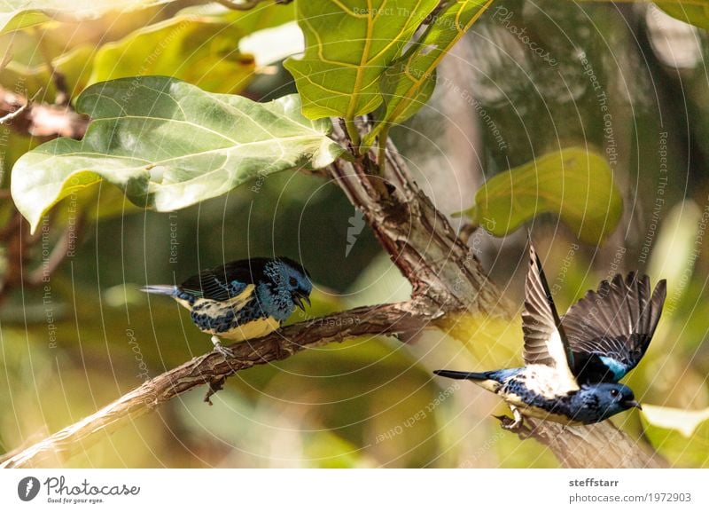 Turquoise tanager known as Tangara mexicana Nature Animal Plant Tree Garden Bird 1 Blue Brown Yellow Gold Green tanger Tangara Mexicana avian wildlife Wild bird