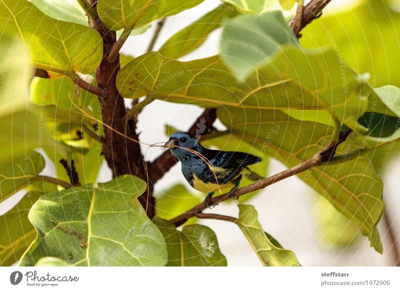 Turquoise tanager known as Tangara mexicana Nature Animal Plant Tree Garden Bird Animal face Wing 1 Blue Brown Green tanger Tangara Mexicana avian wildlife