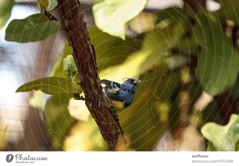 Turquoise tanager known as Tangara mexicana Nature Animal Plant Tree Bird 1 Blue Brown Yellow Gold Green tanger Tangara Mexicana avian wildlife Wild bird