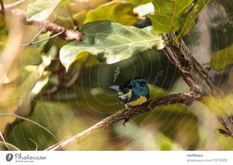 Turquoise tanager known as Tangara mexicana Nature Animal Plant Tree Garden Bird 1 Blue Brown Yellow Green tanger Tangara Mexicana avian wildlife Wild bird