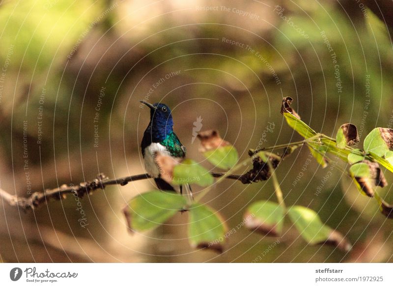 White necked Jacobin hummingbird Nature Plant Tree Garden Animal Bird 1 Wild Blue Brown Green Violet Florisuga mellivora Wild bird avian wing Feather