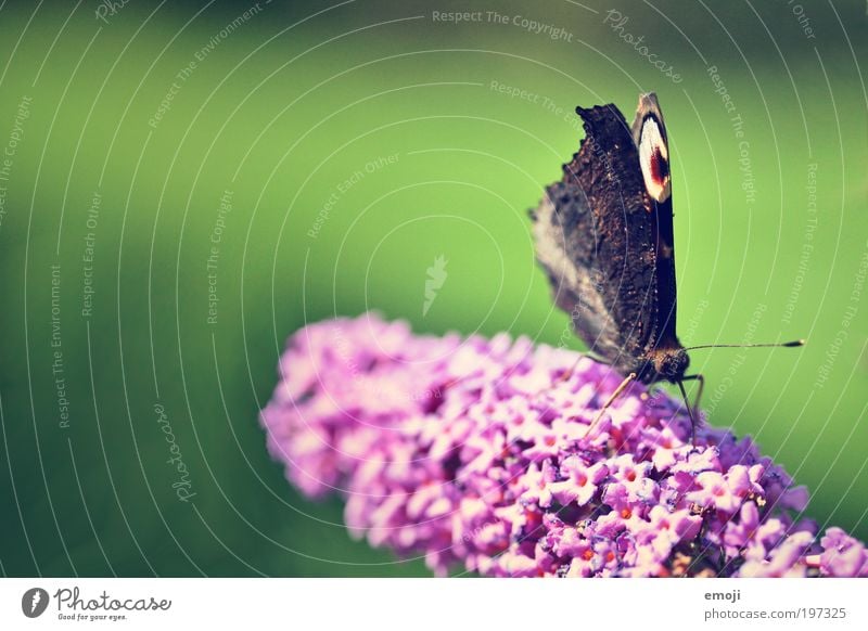 smettaling Plant Spring Summer Animal Butterfly 1 Green Pink Colour photo Multicoloured Exterior shot Macro (Extreme close-up) Copy Space left Copy Space top