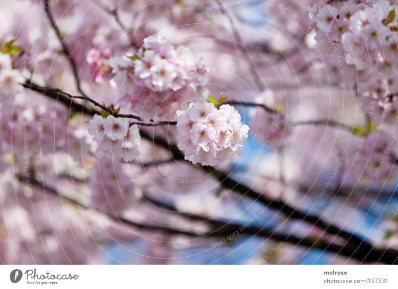 flower dream Trip Freedom Nature Plant Sky Sunlight Spring Beautiful weather Breathe Touch Blossoming Fragrance Relaxation Hang Dream Growth Positive Pink