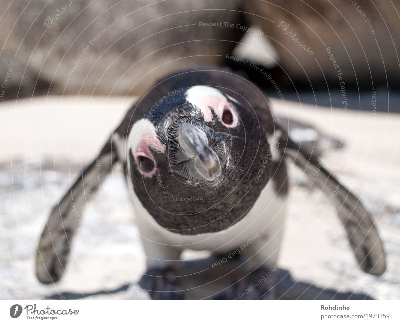 Hey, you! Vacation & Travel Tourism Adventure Summer vacation Beach Ocean Environment Nature Coast Animal Wild animal Animal face Wing Web-footed birds Penguin