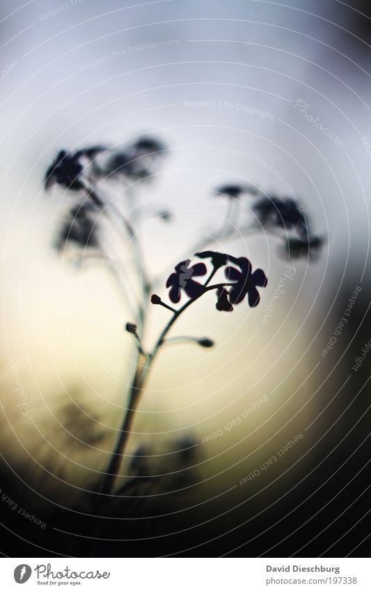 shadow-blossoming plants Nature Plant Black Blossom leave Stalk Blossoming Shade plant Dark Bright Blur Delicate Growth Colour photo Exterior shot Close-up