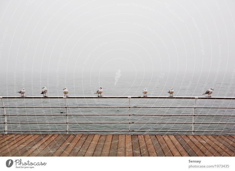 seagulls sitting on the railing in the misty sea Ocean Water Horizon Fog Waves Coast Beach Bay Bird Flying Small Blue Brown Sealife Mute Seagull