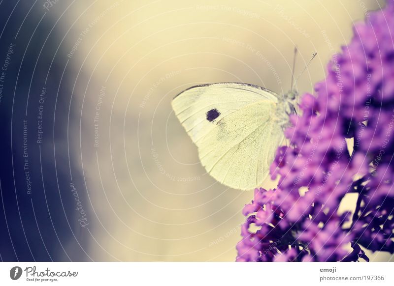 in the belly Plant Animal Spring Summer Butterfly 1 Blue Yellow Violet Colour photo Exterior shot Macro (Extreme close-up) Copy Space left Copy Space top