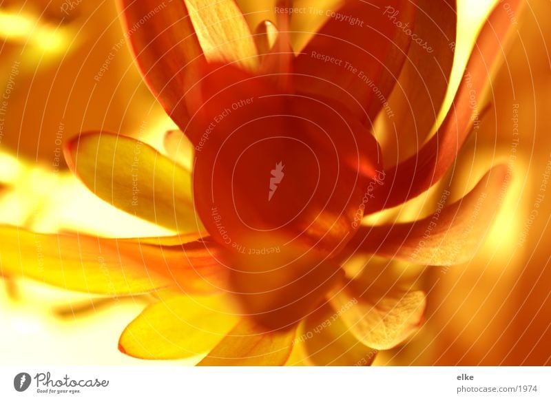 medusa Flower Plant Light Red Yellow bloom Macro (Extreme close-up)