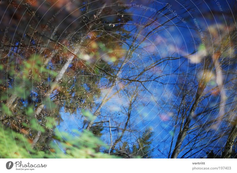 Forest Dream Environment Nature Landscape Elements Air Water Sky Plant Tree Foliage plant Pond Multicoloured Colour photo Exterior shot Day Reflection