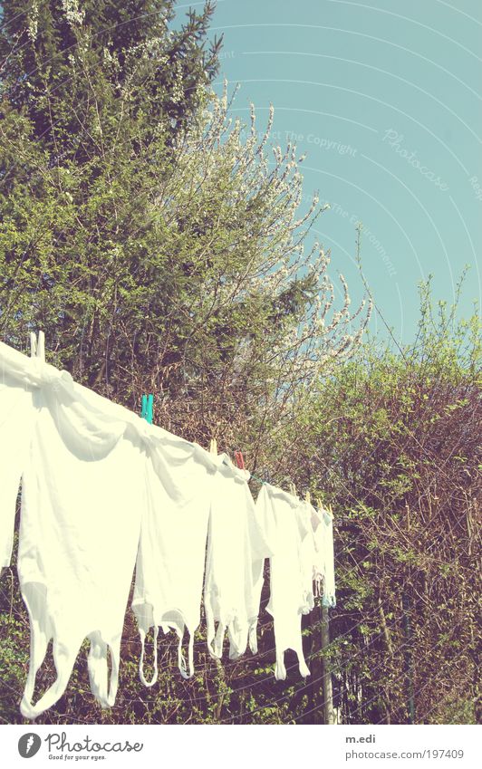 Arms down Environment Nature Plant Tree Garden T-shirt Shirt Underwear Undershirt Clothesline Bright Wet Warmth Colour photo Exterior shot Deserted Morning Day