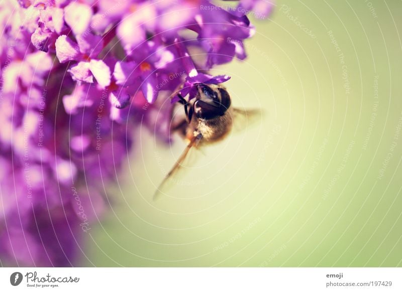 I'm not going to let this thing get away with. Plant Animal Spring Summer Bee Wing 1 Faded Thorny Wasps Clarify Sprinkle Nectar Blossoming Colour photo