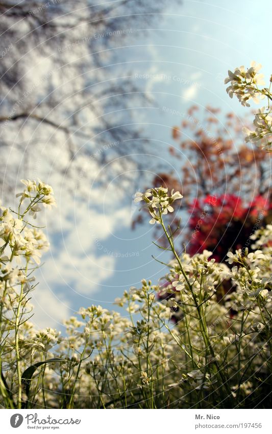 spring! Spring Summer Beautiful weather Plant Bushes Park Meadow Green Iberis Japan maple tree Weed Flower Flower meadow Fresh Spring fever heralds of spring