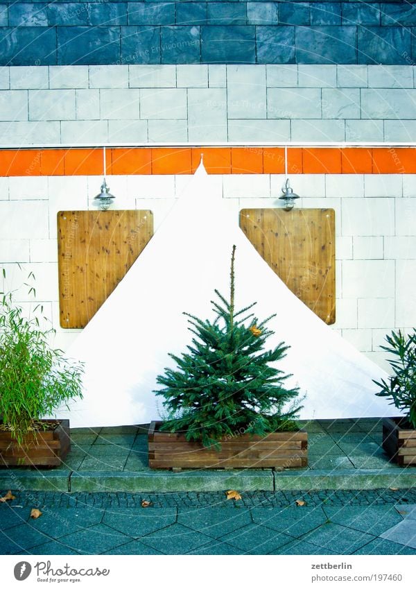 Christmas preparation December Christmas tree Fir tree Coniferous trees Spruce House (Residential Structure) Facade Tile Colour Foliage plant Pot plant Sail