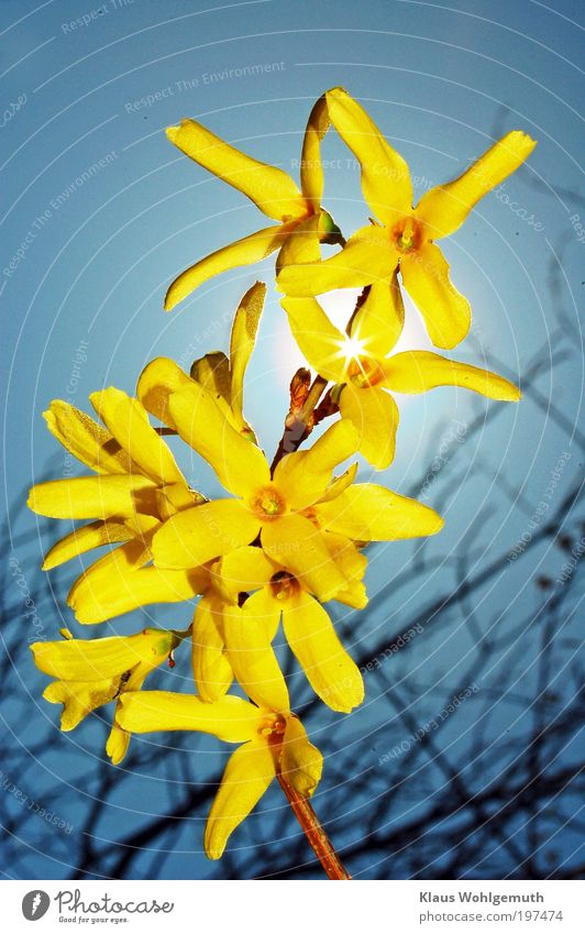 Flowering frosythia branch against sunny blue sky Exotic Environment Nature Plant Sky Sun Sunlight Spring Beautiful weather frostbite ornamental shrub