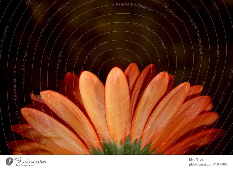 little flowers Spring Summer Flower Spring fever Gerbera Blossom Orange Blossom leave Vase Flower power cut flower Botany composite flora Bouquet