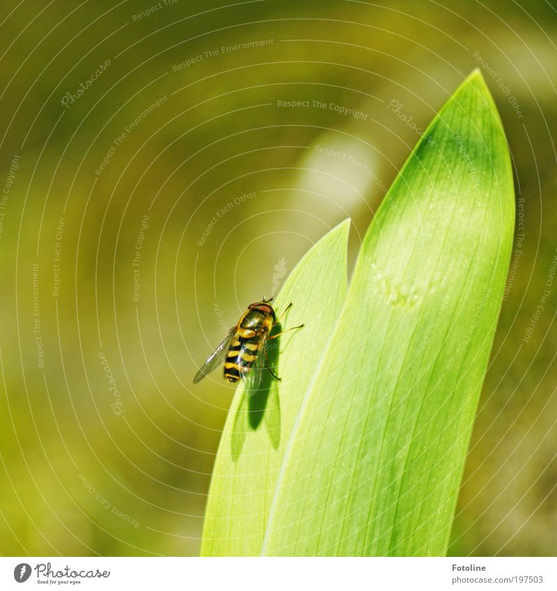 short break Environment Nature Plant Animal Spring Summer Climate Weather Beautiful weather Warmth Leaf Park Pond Wild animal Fly Wing Bright Yellow Black