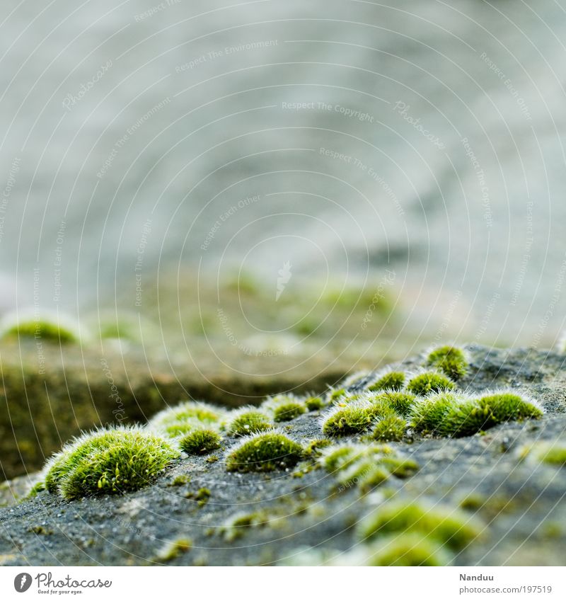 Invasion of the Wuschelpuschel Nature Landscape Plant Moss Park Esthetic Natural Stone Tuft Soft Delicate Environment Round Day Colour photo Exterior shot