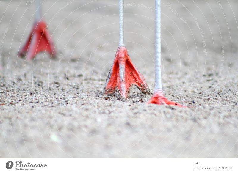 TOP-STELZER[LUsertreffen 04|10] Environment Nature Earth Flamingo 2 Animal Pair of animals Sand Animal tracks Line Rutting season Movement Going Stand Thin