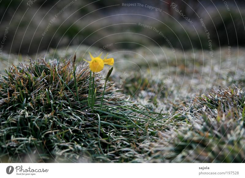 shimmering grass [LUsertreffen 04|10] Environment Nature Plant Flower Grass Foliage plant Wild daffodil Yellow Green Joie de vivre (Vitality) Spring fever