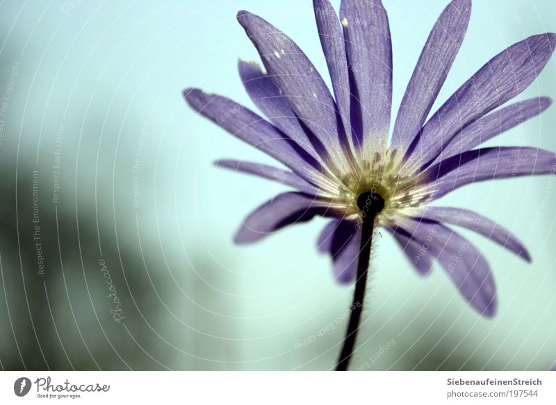 "Fly with me - towards the sun" Nature Plant Air Cloudless sky Spring Beautiful weather Flower Blossom Blossoming Growth Near Blue Violet White Romance Calm