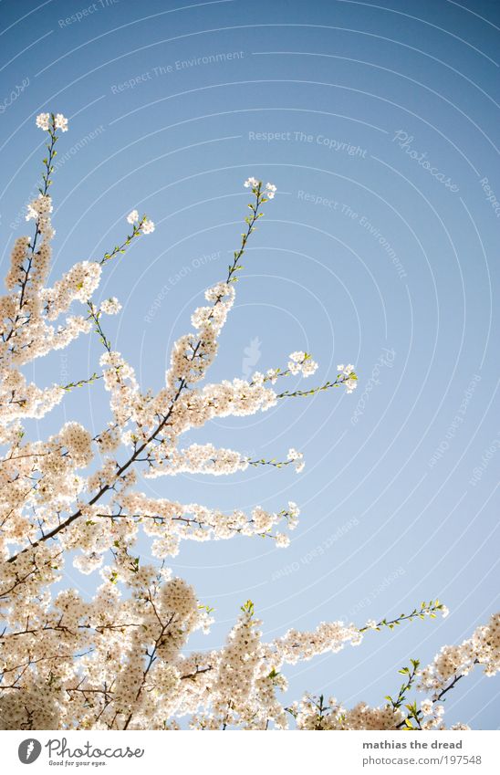 flowerage Environment Nature Landscape Plant Sky Cloudless sky Spring Beautiful weather Tree Flower Leaf Blossom Meadow Blossoming Growth Friendliness Fresh