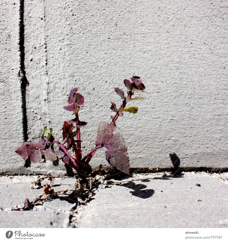 weeds don't go away Environment Nature Plant Flower Leaf Wild plant Weed Wall (barrier) Wall (building) Street Lanes & trails Bravery Life Growth Colour photo