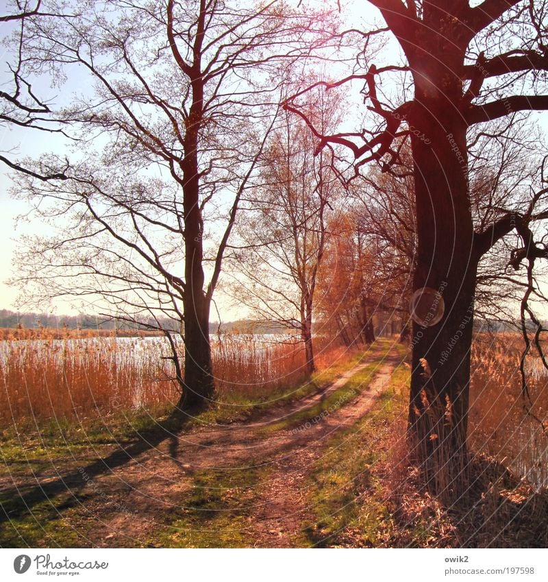 signposts Environment Nature Landscape Plant Earth Water Cloudless sky Horizon Spring Beautiful weather Warmth Tree Grass Bushes Branchage Lakeside Pond