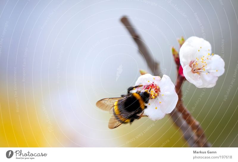 bumblebee Life Summer Nature Plant Jump Yellow Insect cherry blossom Blossom Bumble bee Wing Spring Diligent Black Orange White Branch Working man Collection