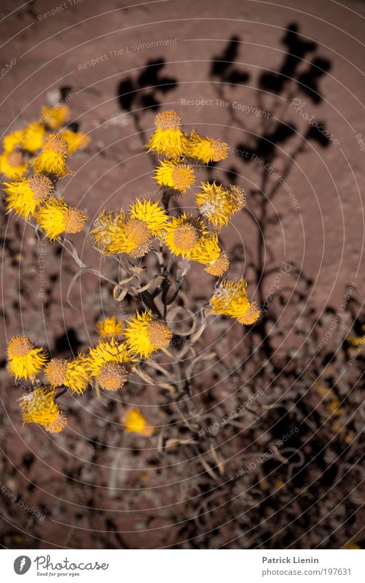 Light and shadow Environment Moody Aster Blossom Stalk Yellow Black Contrast Shadow Red Many Plant Dry Vertical Hot Beautiful Semi-desert Outback Trip