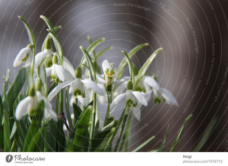 spring bell Environment Nature Plant Spring Beautiful weather Leaf Blossom Snowdrop Forest Blossoming Stand Growth Esthetic Fresh Uniqueness Natural Gray Green