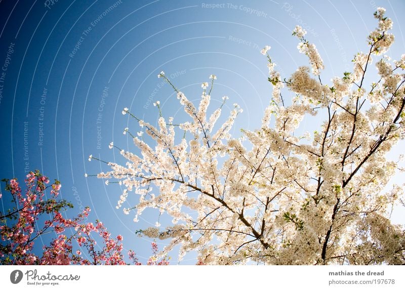 FLOWERING TIME Environment Nature Landscape Plant Cloudless sky Spring Beautiful weather Tree Flower Leaf Blossom Agricultural crop Park Meadow Blossoming