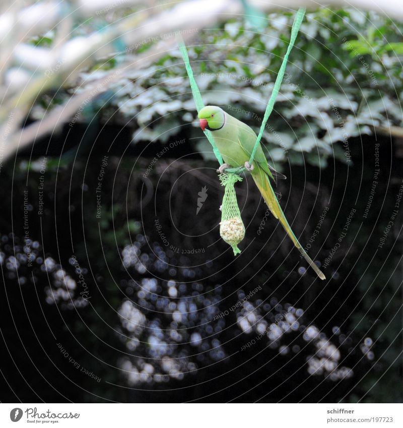 Hey, you got a titty [LUsertreffen 04|10] Environment Nature Animal To feed Feeding Crouch Green Collared Conure Parakeet Birdseed Front garden To swing Beak