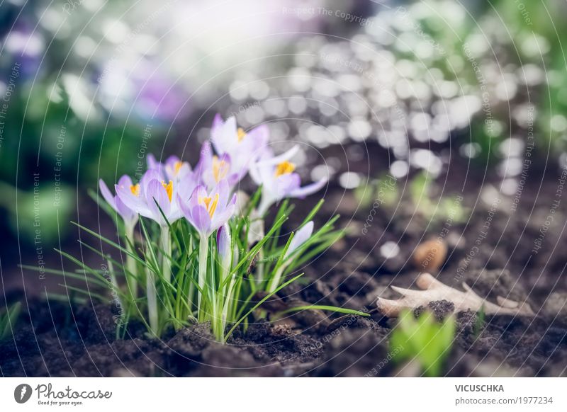 Spring garden or park with first crocuses Lifestyle Garden Nature Plant Beautiful weather Flower Leaf Blossom Park Blossoming Love Soft Yellow Design