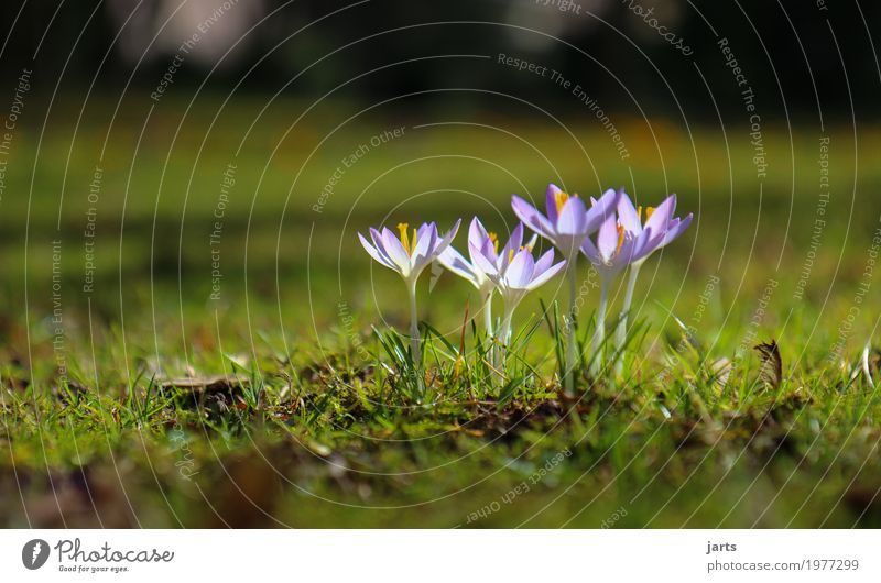 spring in park VII Plant Spring Beautiful weather Flower Blossom Park Blossoming Growth Fresh Natural Nature Crocus Colour photo Multicoloured Exterior shot