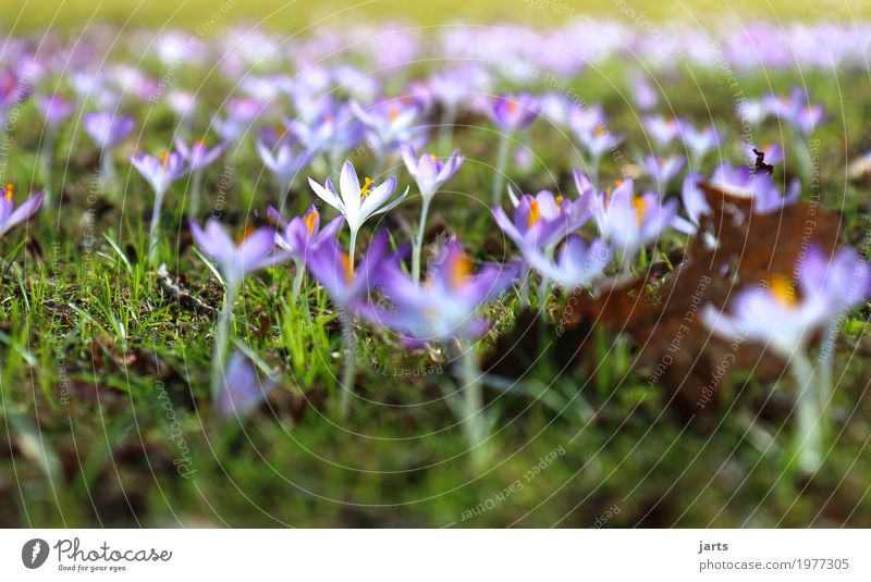 spring in park VI Plant Spring Flower Grass Leaf Blossom Park Blossoming Growth Fresh Natural Spring fever Nature Crocus Colour photo Multicoloured