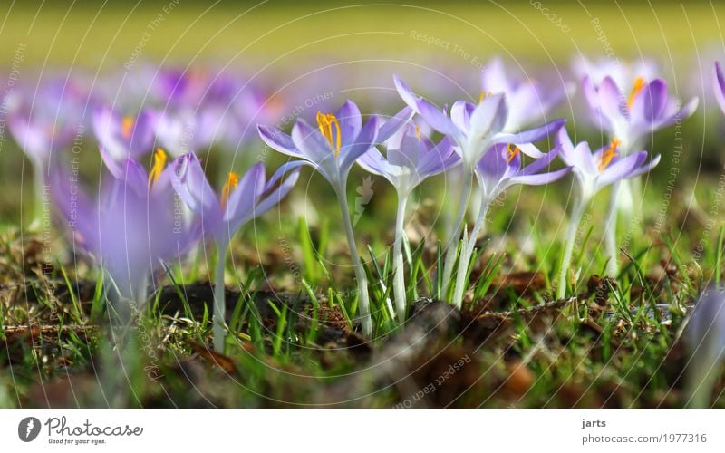 spring in park IV Nature Plant Spring Beautiful weather Flower Grass Blossom Wild plant Park Blossoming Growth Fragrance Fresh Natural Violet Spring fever