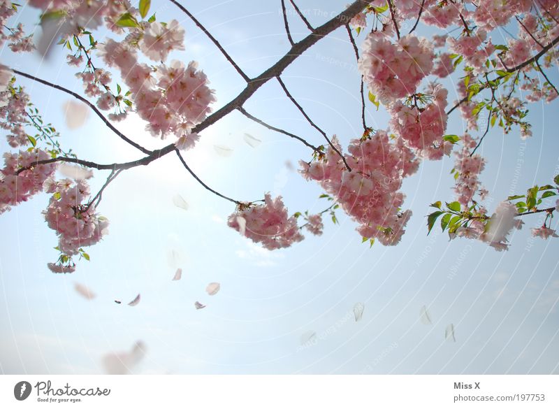 For you shall rain pink cherry blossoms Nature Sky Spring Beautiful weather Tree Blossom Park Cherry blossom Colour photo Multicoloured Exterior shot Contrast