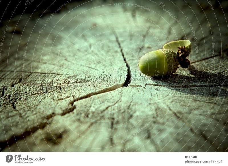 beginning and end Relaxation Calm Agriculture Forestry Environment Nature Autumn Beautiful weather Tree Tree trunk Wood Oak tree Acorn End Life Death