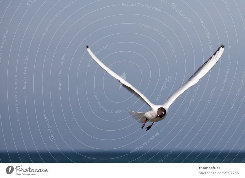 victory Cloudless sky Beautiful weather Ocean Animal Bird Seagull 1 Flying Looking Fresh Curiosity Blue White Happiness Love of animals Wanderlust Movement